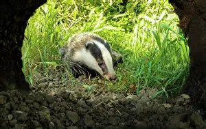 Dens: Badger (Meles meles) in front of his hole, England