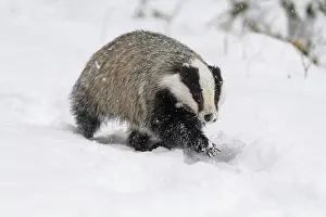 Move: Badger (Meles meles), running in winter