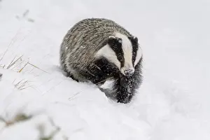 Move: Badger (Meles meles), running in winter