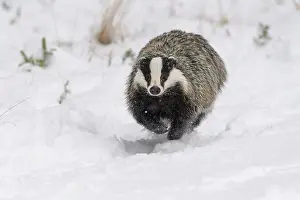 Move: Badger (Meles meles), running in winter