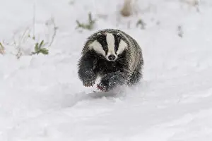 Move: Badger (Meles meles), running in winter