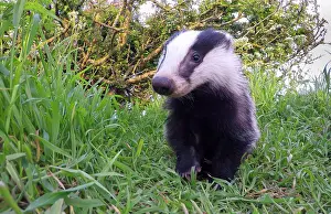 Hedged: Badger (Meles meles) standing in the grass, England