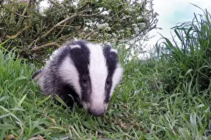 Searches: Badger (Meles meles) standing in the grass, england