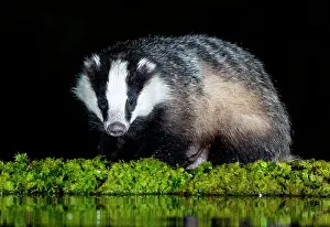 Nights: Badger (Meles meles) standing by water at night, Scotland