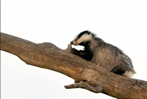Coarse: Badger (Meles meles) walking on a dead tree