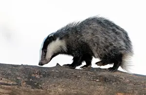 Coarse: Badger (Meles meles) walking on a dead tree