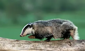 Coarse: Badger (Meles meles) walking on a tree trunk in
