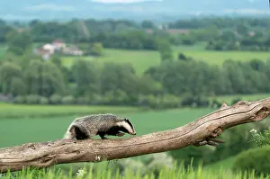 Coarse: Badger (Meles meles) walking on a tree trunk in