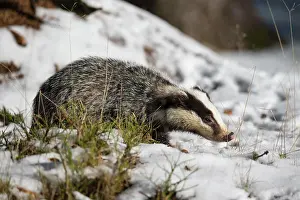 200722: Badger (Meles meles), in winter