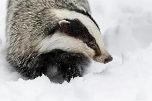 Badger: Badger (Meles meles), in winter