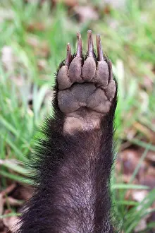 Toes: Badger - paw showing powerful claws