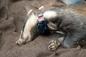 Devices: Badger sedated wearing tracking collar