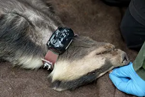 Devices: Badger sedated wearing tracking collar