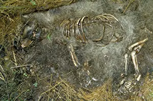 Rotten: Badger Skeleton - decomposition after four weeks