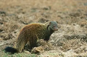 Mongooses: Badger / Stripe-necked Mongoose