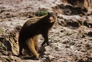 Mongooses: Badger / Stripe-necked Mongoose - digging for sand frogs