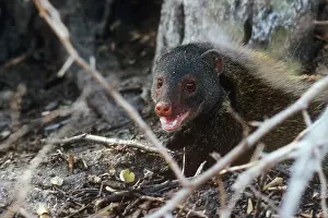 Mongooses: Badger / Stripe-necked Mongoose - snarling