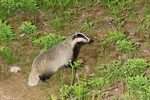 Setts: Badger - in woodland - leaving sett