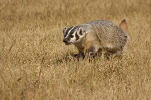 Northcott: Badger(Captive), Taxidea taxus, Widespread