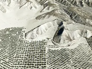 Isolation: Badlands and cultivated olive trees (Olea europaea)