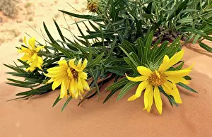 Scabra: Badlands Mules Ear