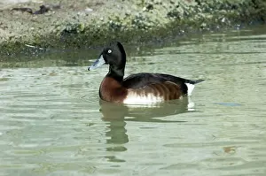 Baeri: Baer's Pochard