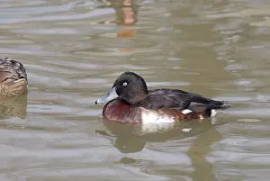 Baeri: Baer's Pochard