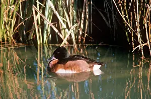 Pochards: Baer's Pochard Duck