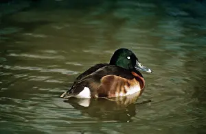 Roberta Gooders: Baer's Pochard Duck