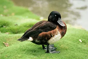 Pochards: Baer's Pochard Duck - male