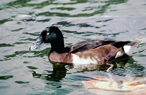 Pochards: Baer's pochard - male swimming