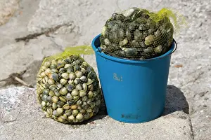 Mussel: Bag of cockles and bucket of mussels