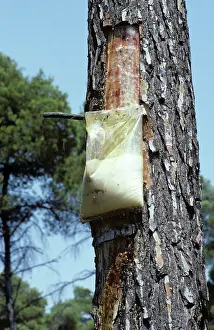 Stripped: Bag collecting pine resin