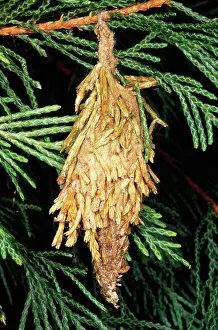 Larvae: BagMOTH - larva mimicry of Conifer