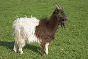 Cotswold: Bagot goat at Cotswold Farm Park
