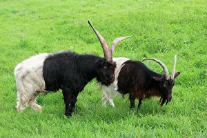 Nanny: Bagot Goat - male and female on meadow