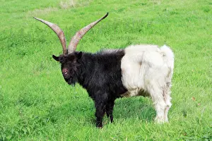 Billy: Bagot Goat - male on meadow