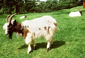 Emma Coghlan: BAGOT GOAT - in pasture, side view