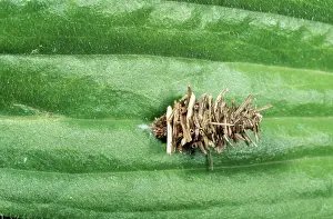 Pupal: Bagworm Psychid Moth - larval in camouflaged pupal case