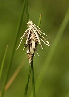 Constructed: BAGWORM / PSYCHID MOTH - larval and pupal case