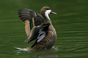 Bahama: Bahama Pintail - flapping its wings on lake