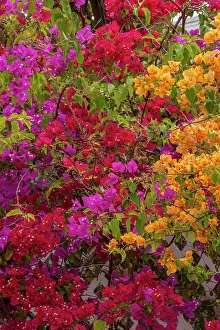 Princess: Bahamas, Eleuthera, Princess Cays, Bougainvillea