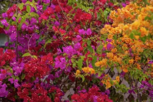 Princess: Bahamas, Eleuthera, Princess Cays, Bougainvillea