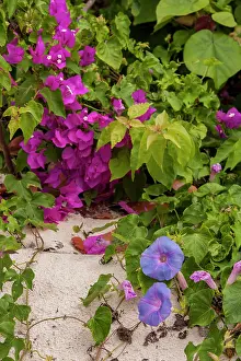 Princess: Bahamas, Eleuthera, Princess Cays, Morning