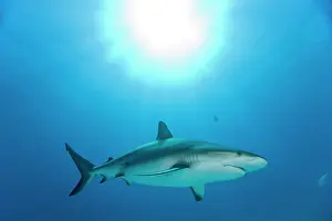 Carcharhinus: Bahamas, Grand Bahama Island, Freeport