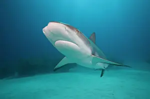 Carcharhinus: Bahamas, Grand Bahama Island, Freeport