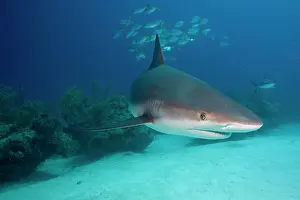 Carcharhinus: Bahamas, Grand Bahama Island, Freeport