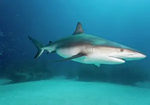 Carcharhinus: Bahamas, Grand Bahama Island, Freeport