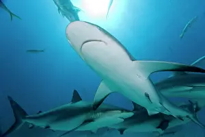 Carcharhinus: Bahamas, Grand Bahama Island, Freeport