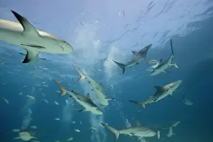 Carcharhinus: Bahamas, New Providence Island, Caribbean
